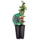 Bild 1 von XXL Balkonobst Duo