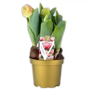 Päonien Tulpen