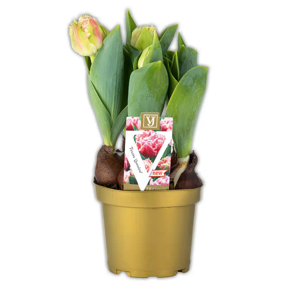 Bild 1 von Päonien Tulpen