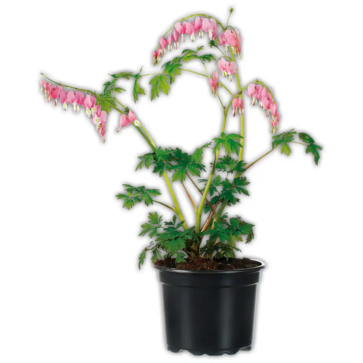 Bild 1 von Finest Garden Tränendes Herz