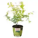 Bild 1 von GARDENLINE Ahorn im Potcover