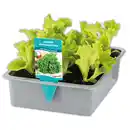 Bild 1 von Hochbeet-Salat-/ Gemüsepflanzen Mix