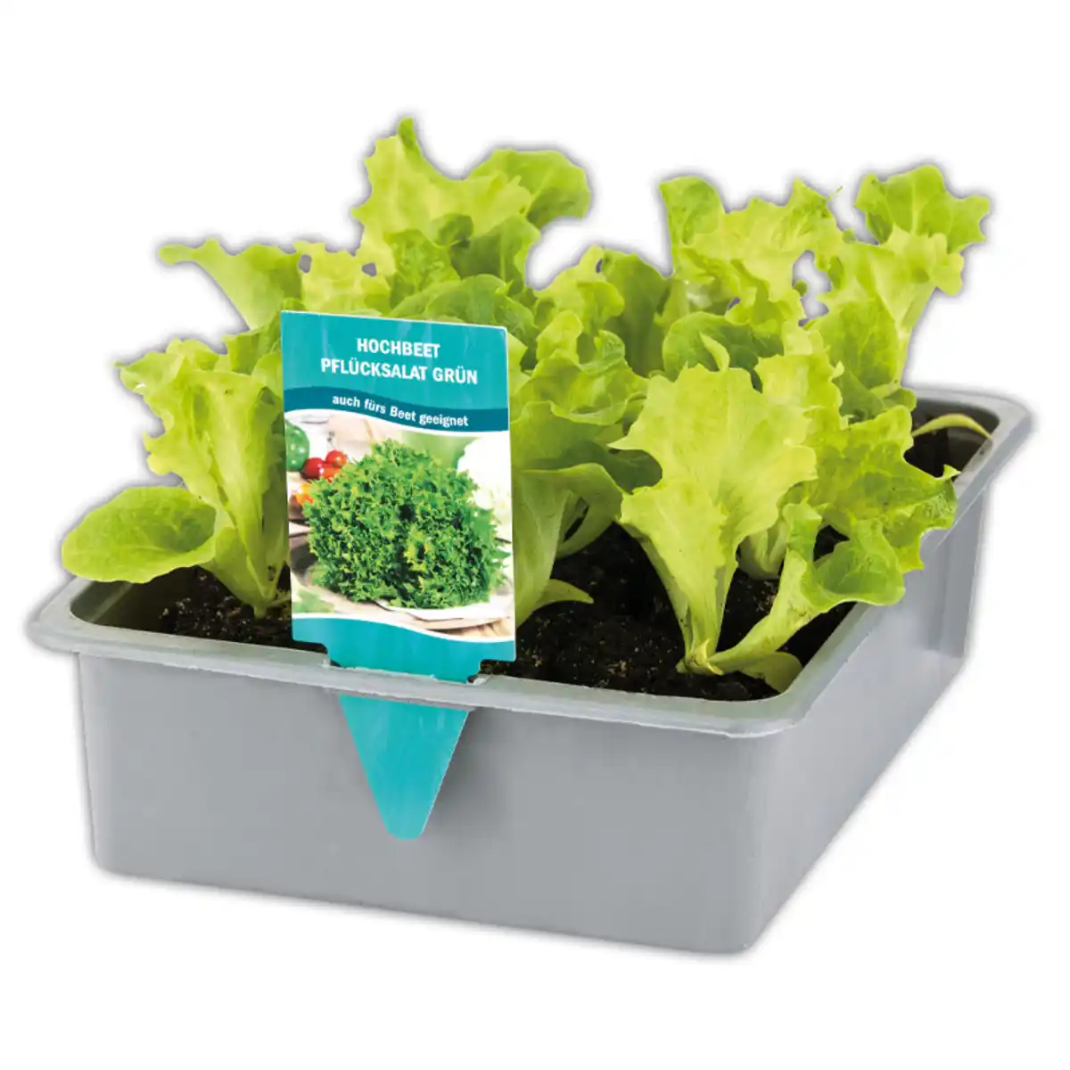 Bild 1 von Hochbeet-Salat-/ Gemüsepflanzen Mix