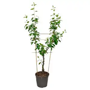 GARDENLINE Obstbäume Duo Birne