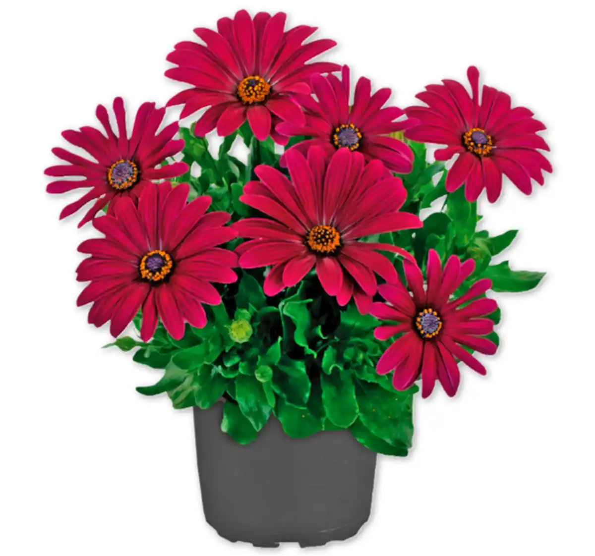 Bild 1 von Bornholmer Margerite*