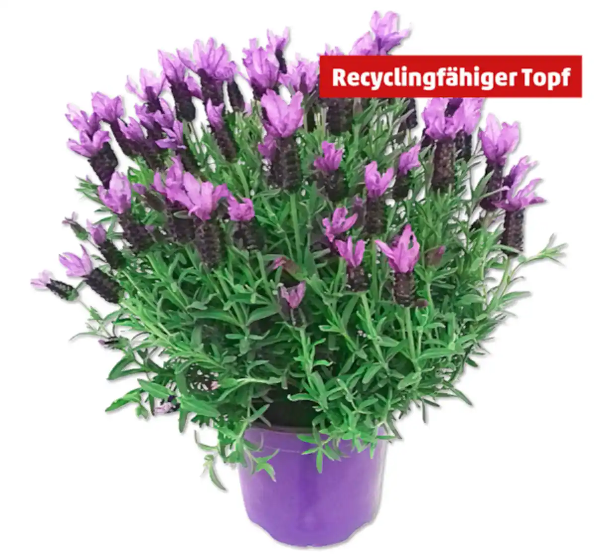 Bild 1 von Schopflavendel*