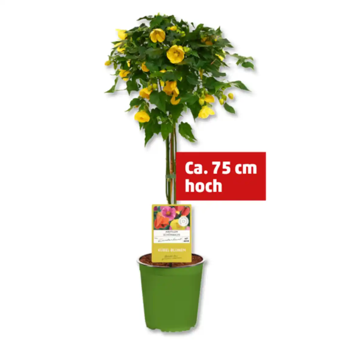 Bild 1 von Terrassenstamm*