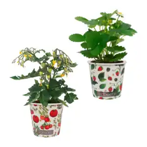 GARDENLINE Obst im Becher