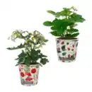 Bild 1 von GARDENLINE Obst im Becher