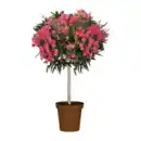 Bild 2 von GARDENLINE Oleander-Stamm