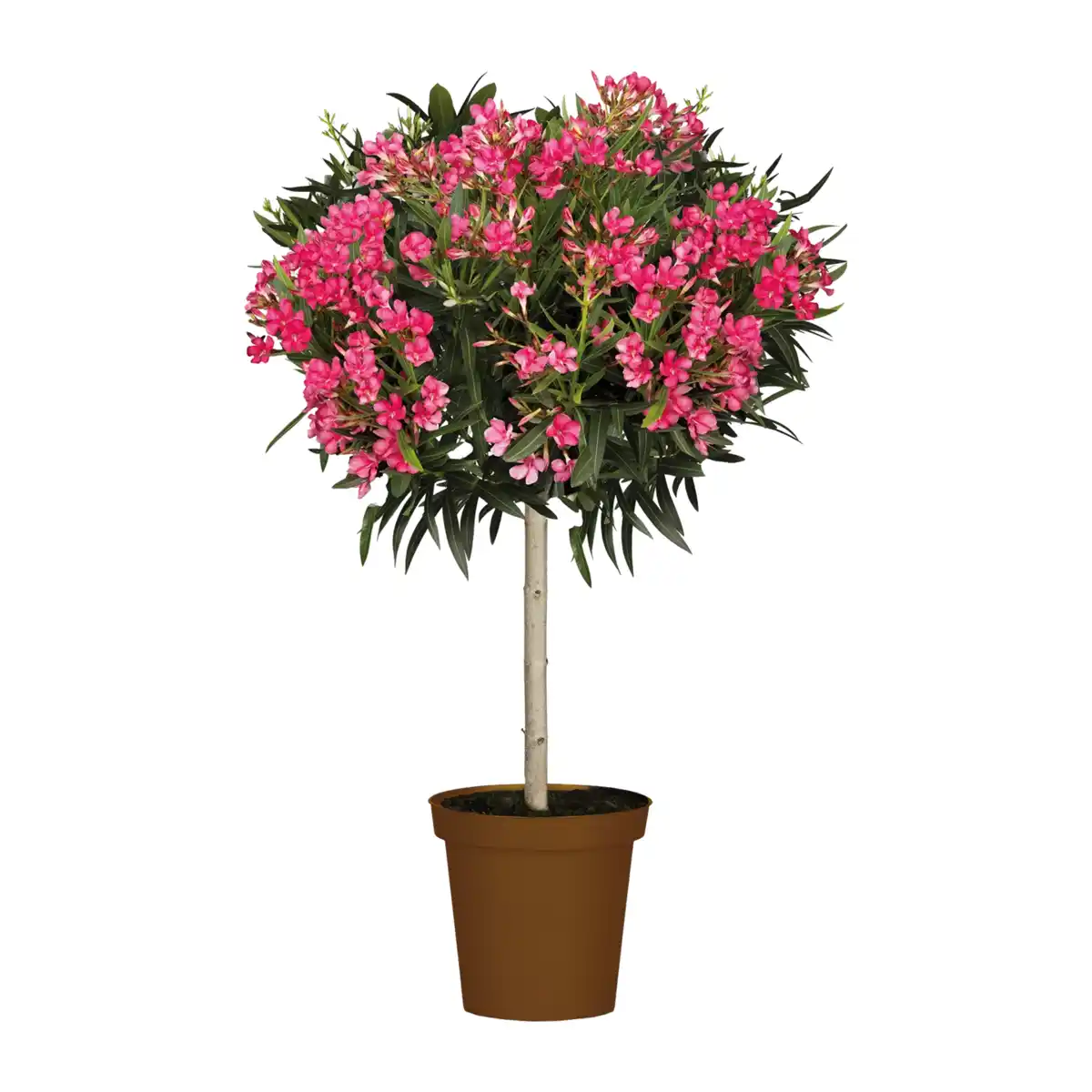 Bild 2 von GARDENLINE Oleander-Stamm