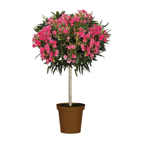 Bild 2 von GARDENLINE Oleander-Stamm
