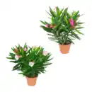 Bild 1 von GARDENLINE Oleander-Busch