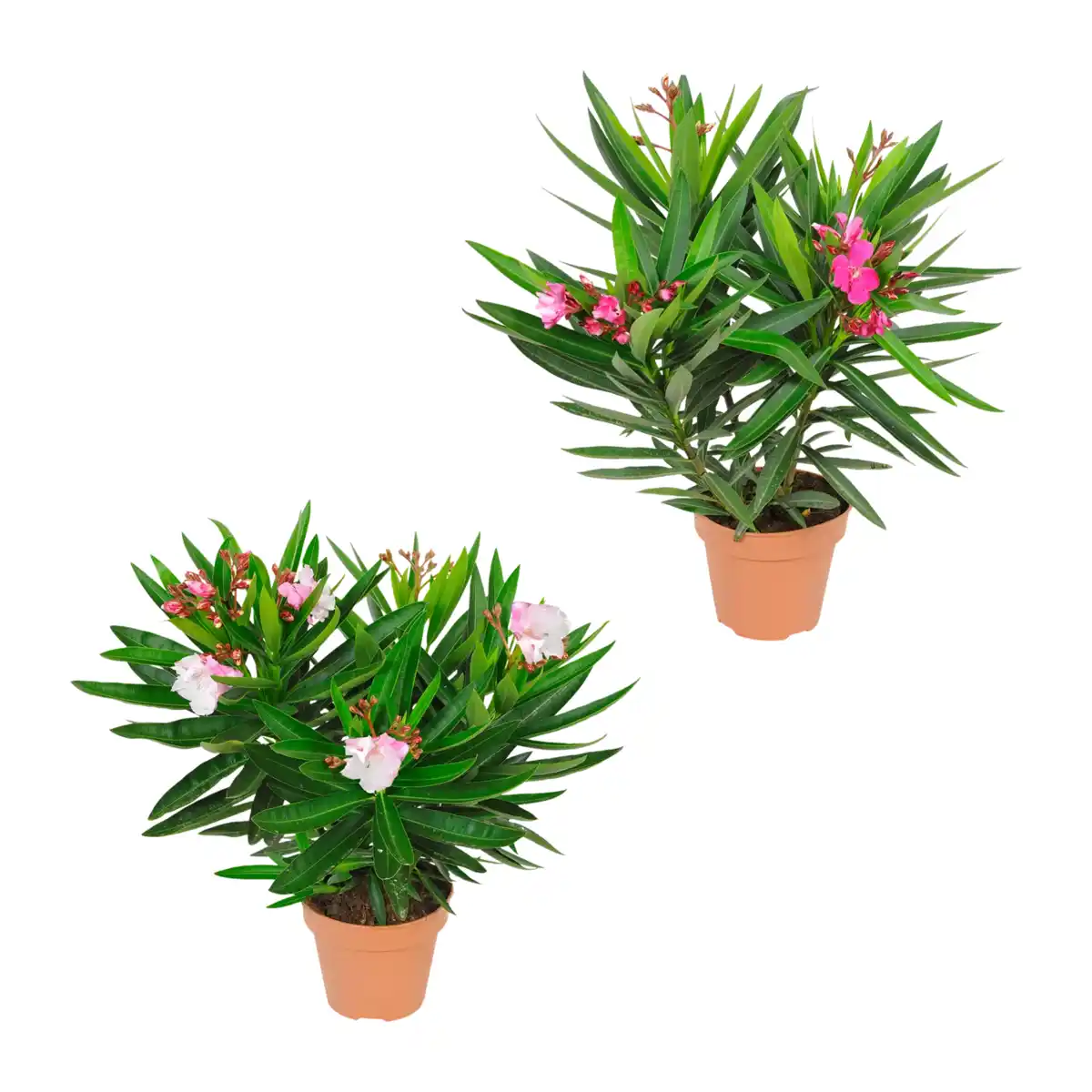 Bild 1 von GARDENLINE Oleander-Busch