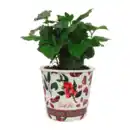 Bild 4 von GARDENLINE Obst im Becher