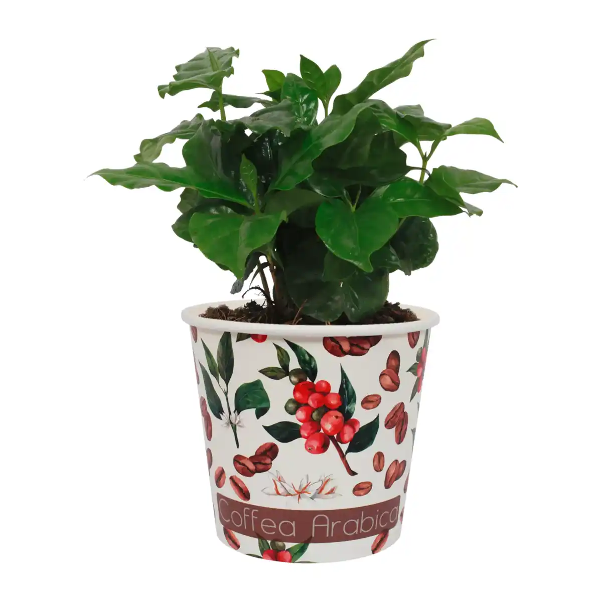 Bild 4 von GARDENLINE Obst im Becher