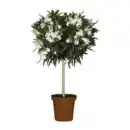 Bild 4 von GARDENLINE Oleander-Stamm