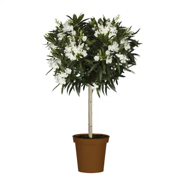 Bild 4 von GARDENLINE Oleander-Stamm