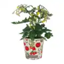 Bild 3 von GARDENLINE Obst im Becher