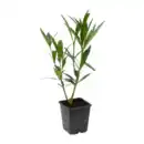 Bild 2 von GARDENLINE Kübelpflanze