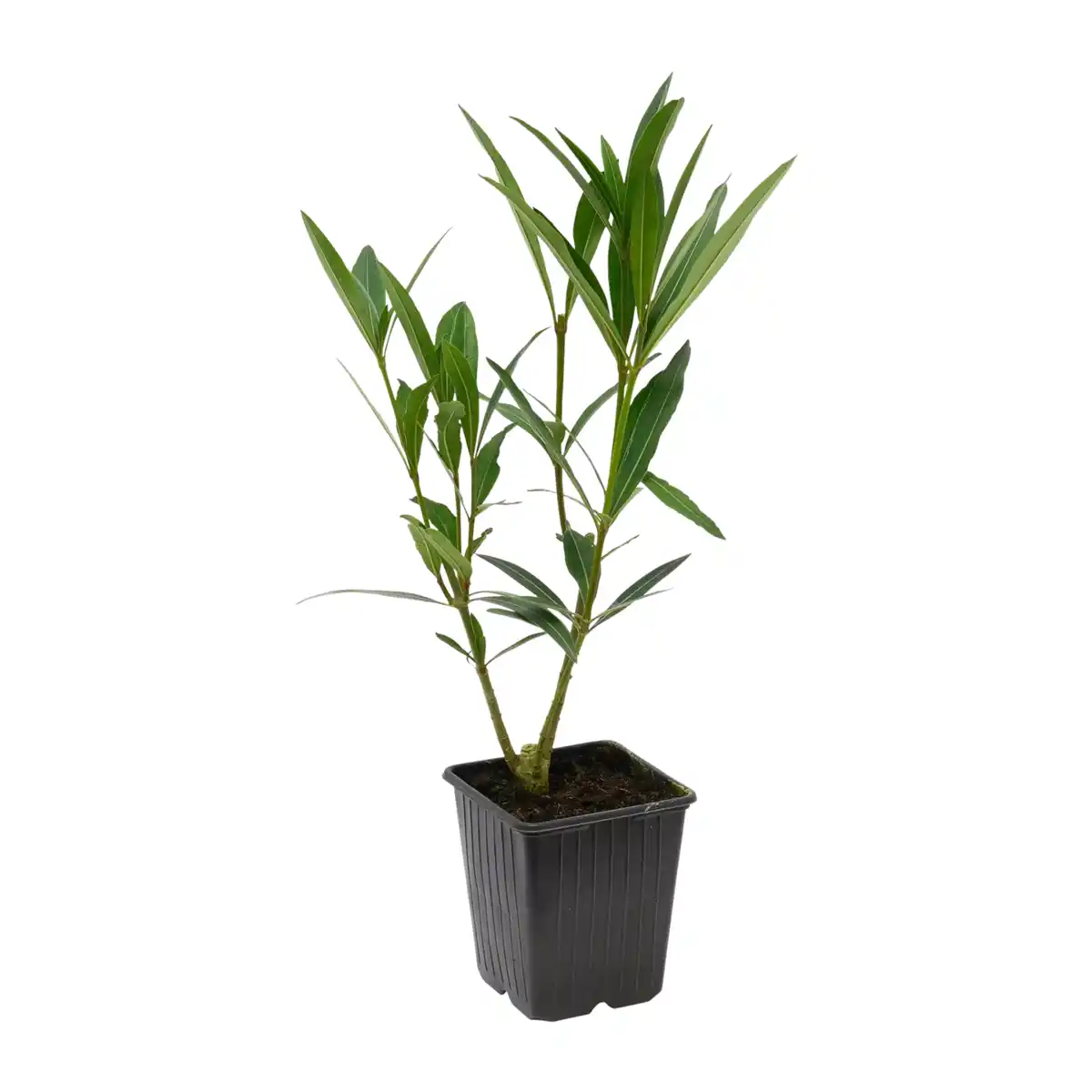 Bild 2 von GARDENLINE Kübelpflanze