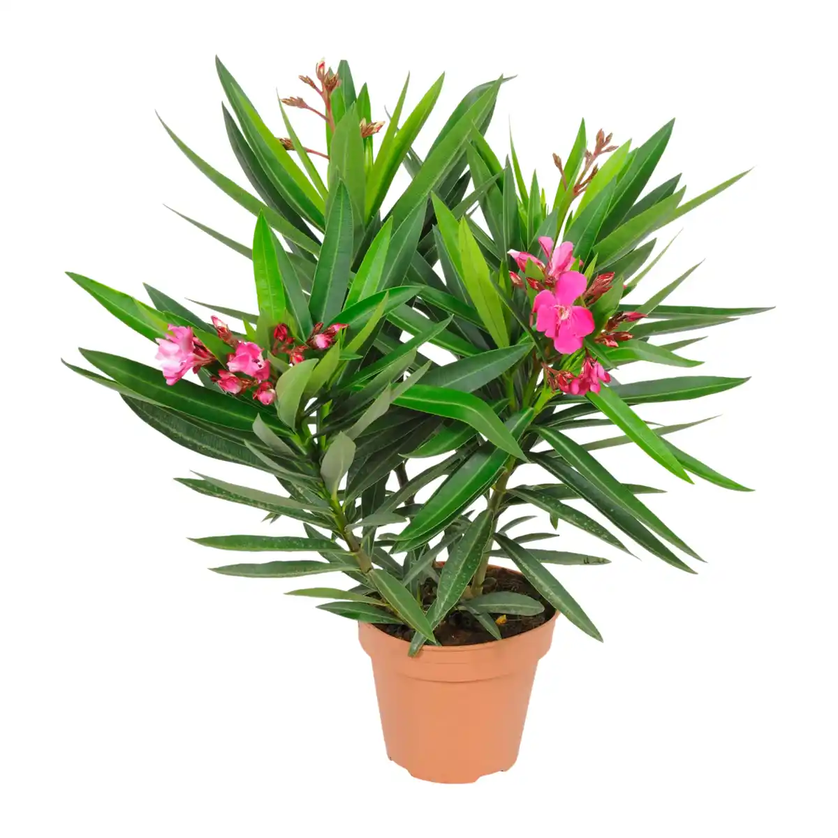 Bild 4 von GARDENLINE Oleander-Busch