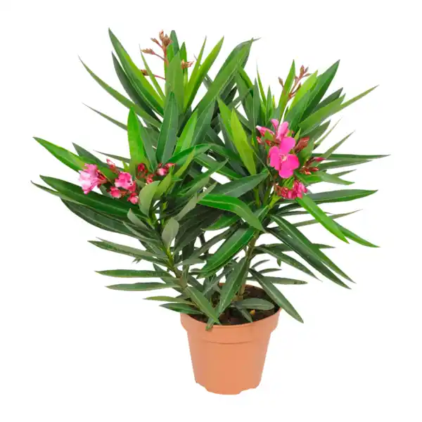 Bild 4 von GARDENLINE Oleander-Busch
