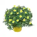 Bild 2 von GARDENLINE Margeriten-Busch