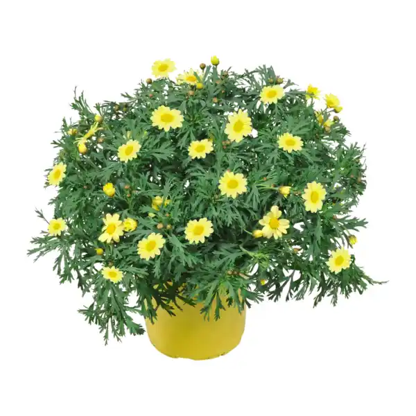 Bild 2 von GARDENLINE Margeriten-Busch