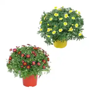 GARDENLINE Margeriten-Busch