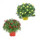 Bild 1 von GARDENLINE Margeriten-Busch