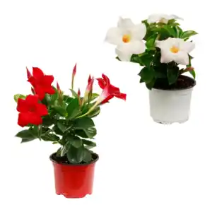 GARDENLINE Dipladenia