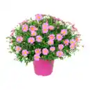 Bild 4 von GARDENLINE Margeriten-Busch