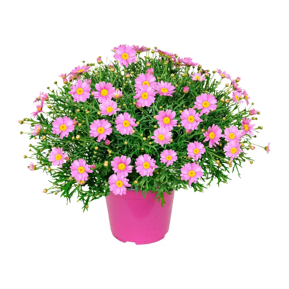 Bild 4 von GARDENLINE Margeriten-Busch