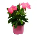Bild 2 von GARDENLINE Dipladenia