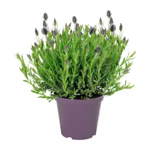 GARDENLINE Schmetterlingslavendel