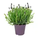 Bild 1 von GARDENLINE Schmetterlingslavendel