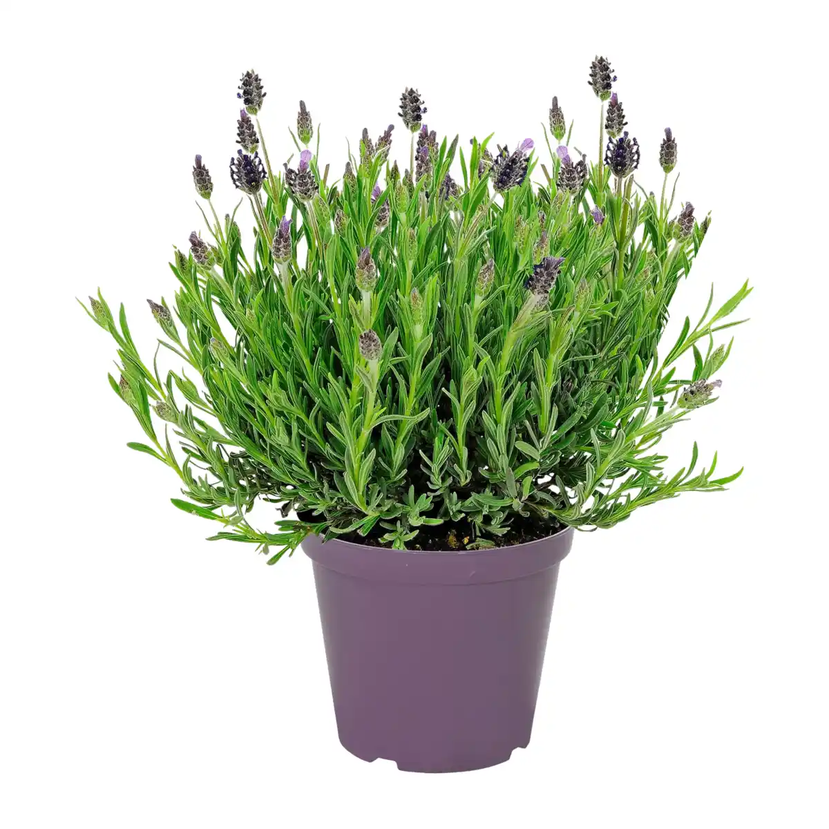 Bild 1 von GARDENLINE Schmetterlingslavendel