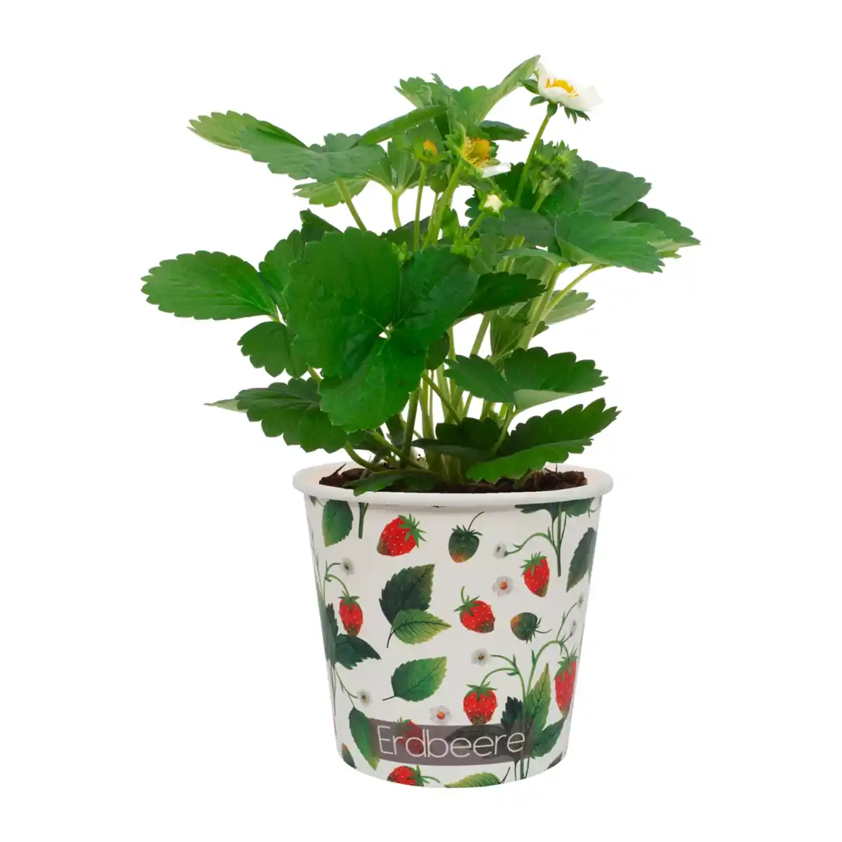 Bild 2 von GARDENLINE Obst im Becher