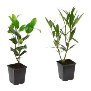 GARDENLINE Kübelpflanze