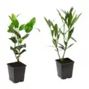 Bild 1 von GARDENLINE Kübelpflanze