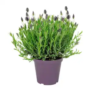 GARDENLINE Schmetterlingslavendel