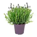 Bild 1 von GARDENLINE Schmetterlingslavendel
