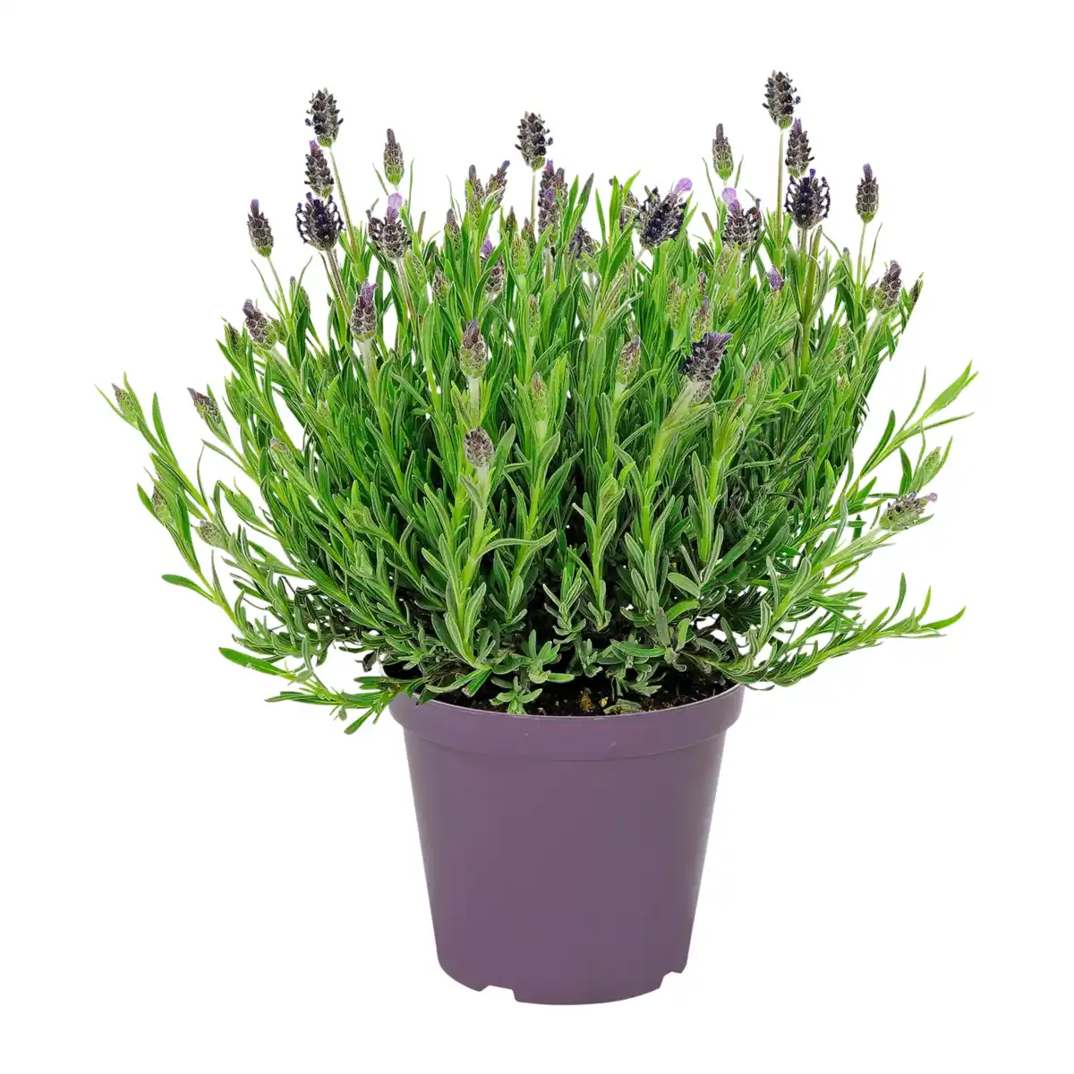 Bild 1 von GARDENLINE Schmetterlingslavendel