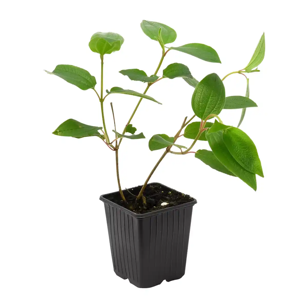 Bild 4 von GARDENLINE Kübelpflanze