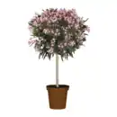 Bild 3 von GARDENLINE Oleander-Stamm