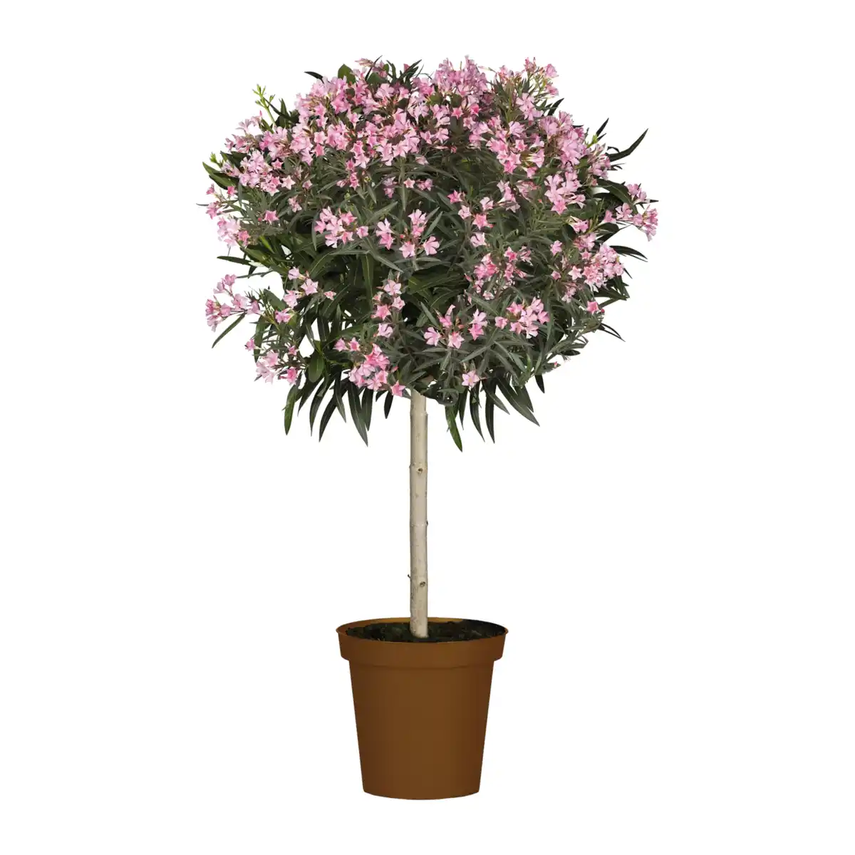 Bild 3 von GARDENLINE Oleander-Stamm