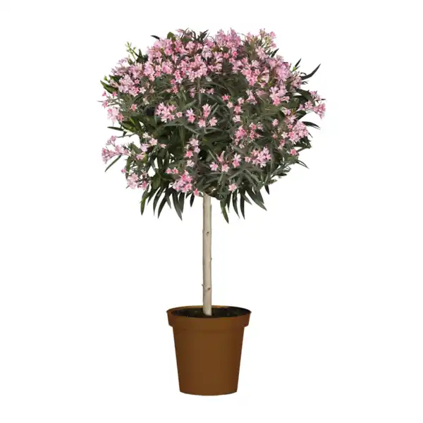 Bild 3 von GARDENLINE Oleander-Stamm