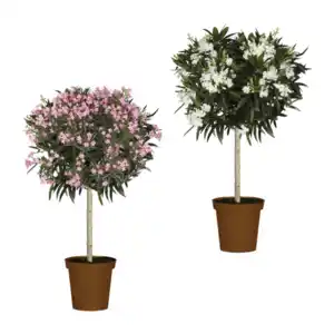 GARDENLINE Oleander-Stamm