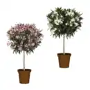 Bild 1 von GARDENLINE Oleander-Stamm